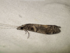 Triplectides similis