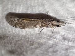 Triplectides similis