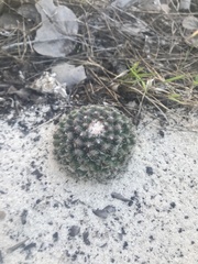 Mammillaria gaumeri