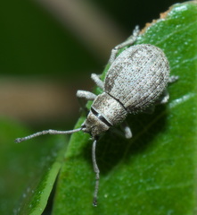 Neoptochus adspersus
