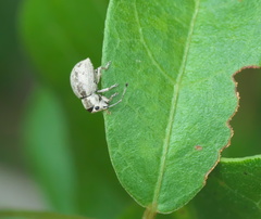 Neoptochus adspersus