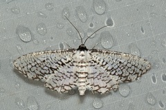 Epaena