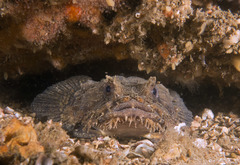 Batrachomoeus dubius