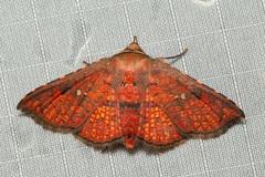 Monodecus