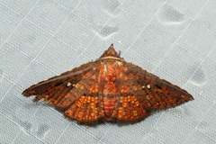 Monodecus