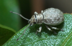 Neoptochus adspersus