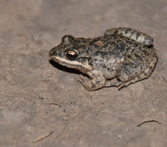 Leptodactylus latinasus