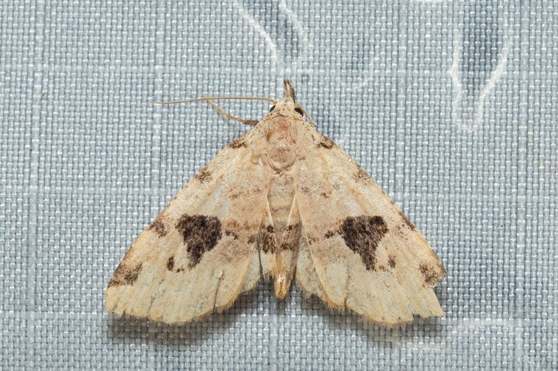 Chusaris mulumaculata