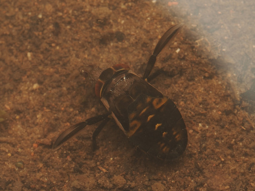 Water Boatmen