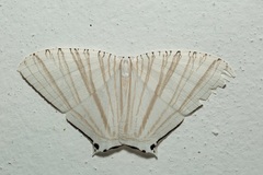 Pseudomicronia bundutuhan