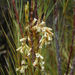 Dracophyllum longifolium longifolium - Photo (c) John Barkla, some rights reserved (CC BY), uploaded by John Barkla