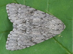 Acronicta americana