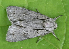 Acronicta laetifica