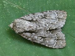 Acronicta laetifica