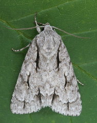 Acronicta hasta