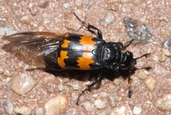 Nicrophorus mexicanus