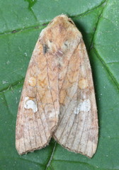 Amphipoea interoceanica