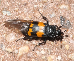 Nicrophorus mexicanus