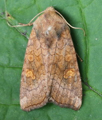 Amphipoea interoceanica