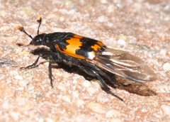Nicrophorus mexicanus