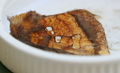 Papaipema leucostigma