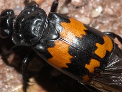 Nicrophorus mexicanus