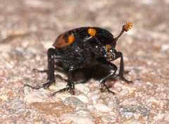 Nicrophorus mexicanus