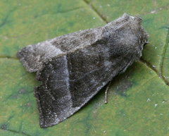 Papaipema eupatorii