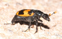 Nicrophorus mexicanus