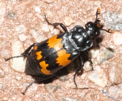 Nicrophorus mexicanus