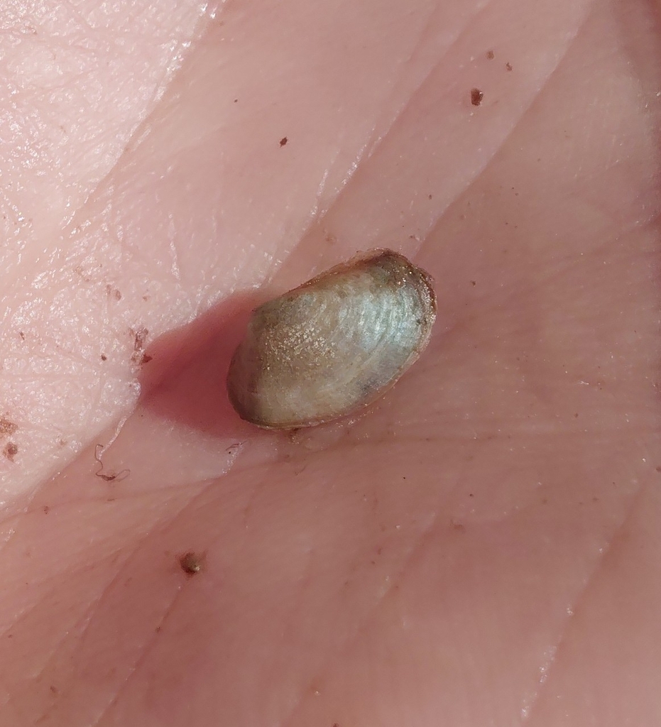 sandy lyonsia