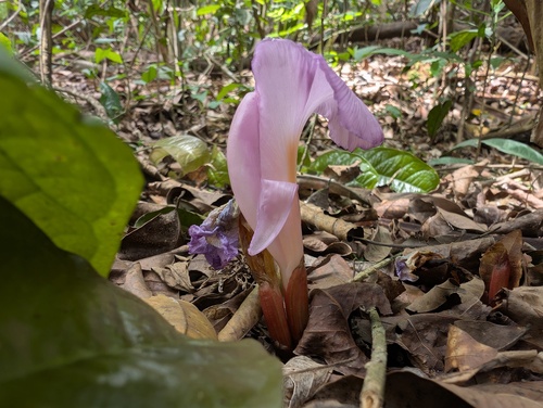 Aframomum alboviolaceum (Aframomum alboviolaceum)