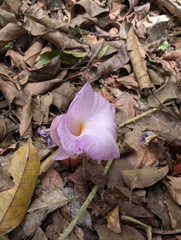 Aframomum alboviolaceum