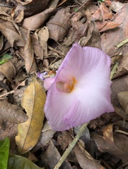 Aframomum alboviolaceum, photograph (c) Zac Peterson, some rights reserved (CC BY)