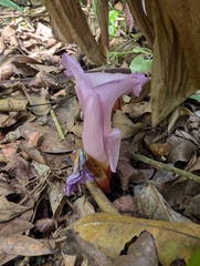 Aframomum alboviolaceum, photograph (c) Zac Peterson, some rights reserved (CC BY)