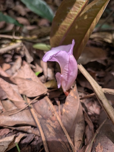 Aframomum alboviolaceum, photograph 3