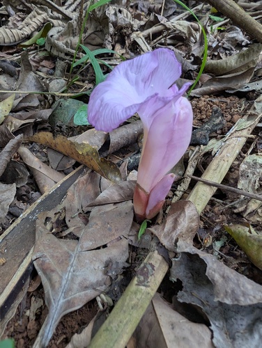 Aframomum alboviolaceum, photograph 4
