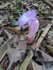 Aframomum alboviolaceum, photograph (c) Zac Peterson, some rights reserved (CC BY)