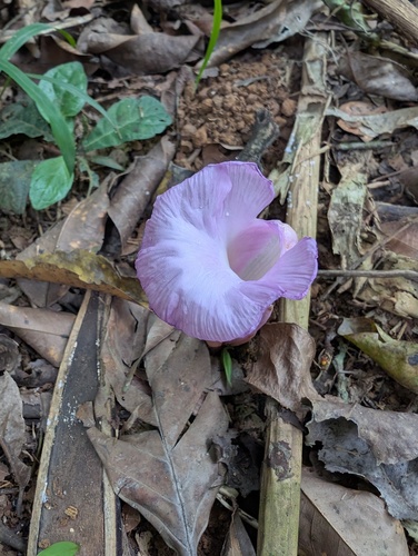 Aframomum alboviolaceum, photograph 5