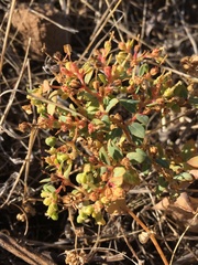 Euphorbia ocellata