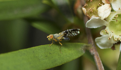 Spathulina acroleuca