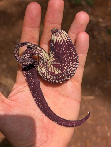 Aristolochia ringens, photograph 2