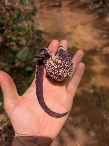 Aristolochia ringens, photograph 4