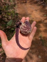 Aristolochia ringens, photograph Zac Peterson, CC BY, iNaturalist via GBIF