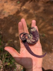 Aristolochia ringens, photograph Zac Peterson, CC BY, iNaturalist via GBIF