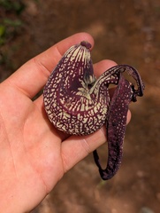 Aristolochia ringens, photograph Zac Peterson, CC BY, iNaturalist via GBIF