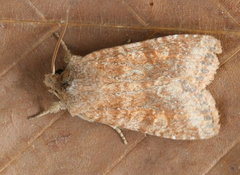 Lithophane semiusta