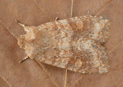 Lithophane semiusta