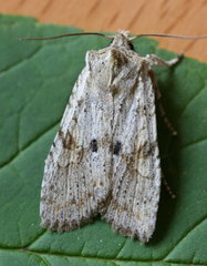 Lithophane patefacta