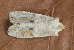 Lithophane bethunei